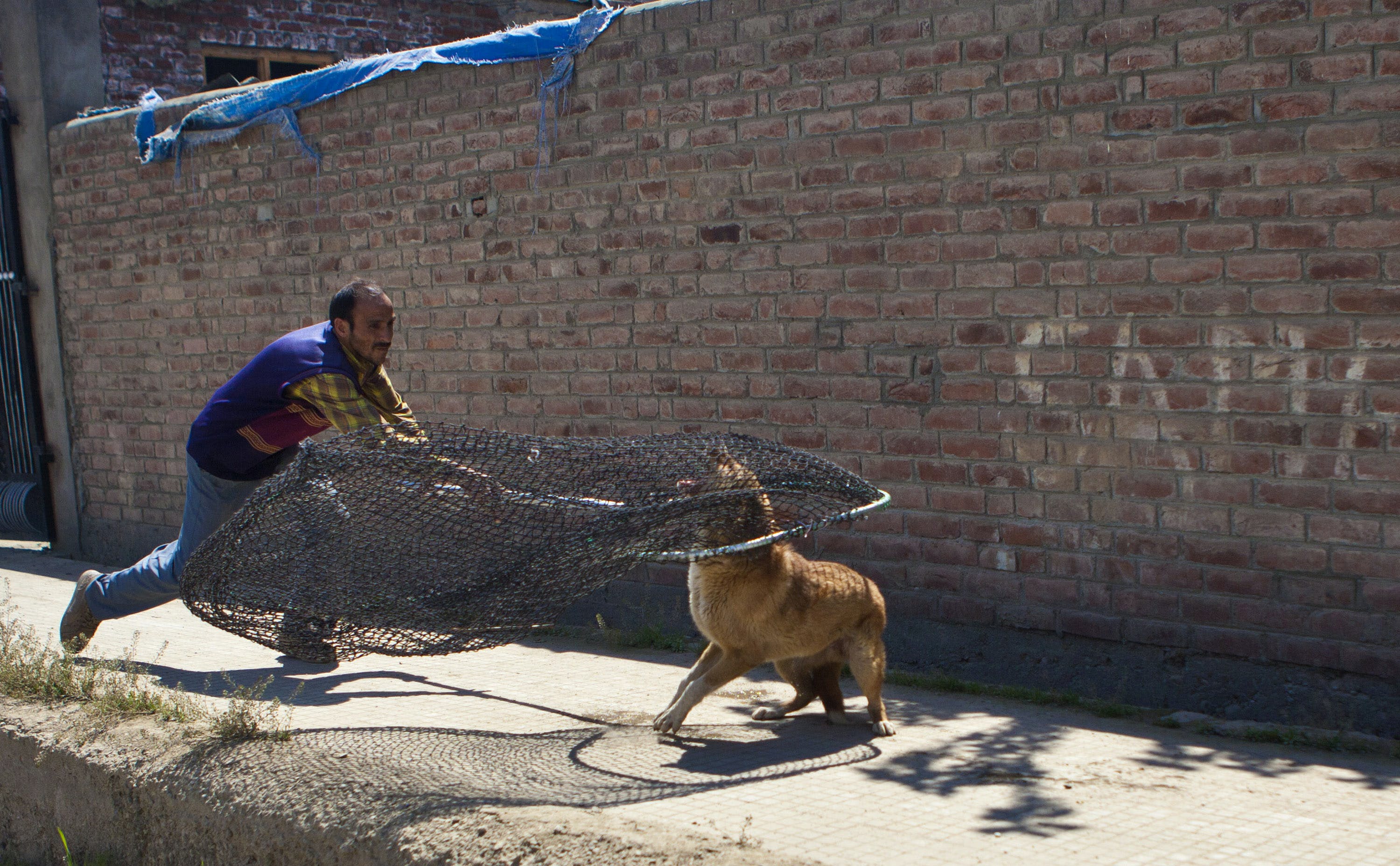India Kashmir Dogs