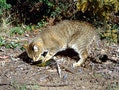 拯救原生瀕絕物種 澳洲計畫撲殺200萬隻野貓