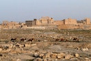 敘利亞著名考古學家疑因不肯透露文物藏點 被ISIS民兵斬首