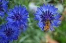 如何測試蜜蜂有沒有彩色視覺？諾貝爾獎得主想到一個簡單又直接的方法...