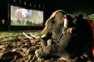 世界大象日 呼籲嚴禁象牙貿易 發起畫大象籌款活動