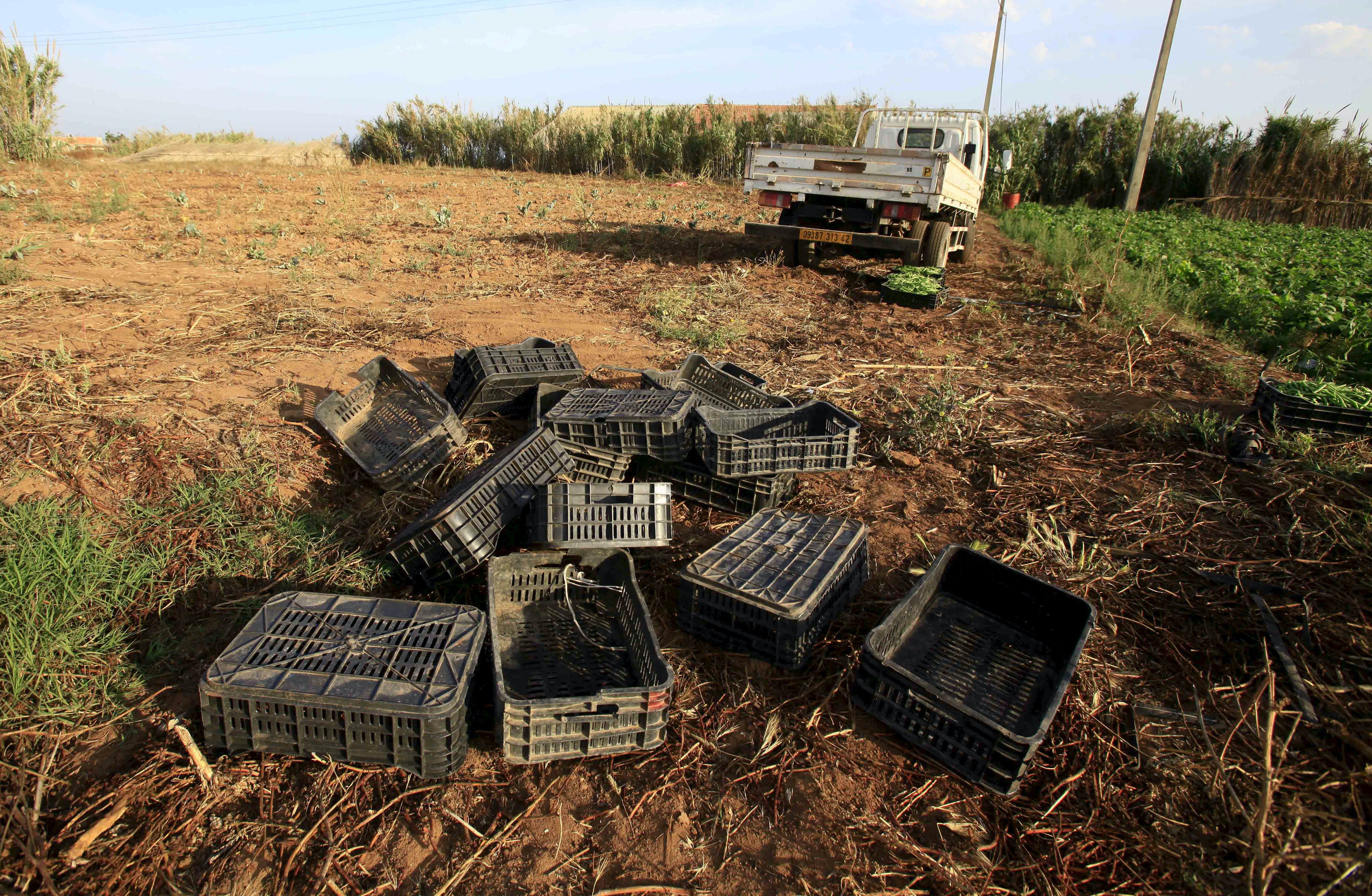Empty crates are seen near a field of cauliflowers in Tipaza