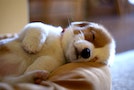 dog-sleep