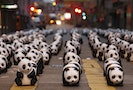 難自立應自生自滅？研究：保護熊貓助救瀕危動物
