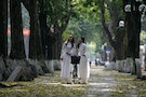 Schoolgirls walk along dracontomelum trees on a street during fallen leaves season while posing for photo souvenir prior to the end of school year in Hanoi