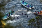 Japan Dolphin Hunting Season Starts and Two Conservationists Are Rejected Entry