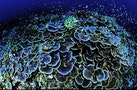 一滴防曬乳足以危害大片珊瑚　專家倡用「珊友好」防曬