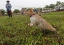 A rat being trained by the Cambodian Mine Action Centre (CMAC) is pictured on an inactive landmine field in Siem Reap province