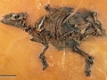 4800萬年的小馬胎死腹中 成就全世界最古老哺乳類胚胎化石