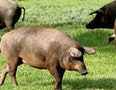 無油鐵板燒殘酷測試：伊比利豬、鹿兒島豬、胡蘿蔔豬，誰才是豬肉中王者？