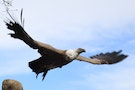 禿鷹瀕臨絕種 非洲的象徵或將不復存在