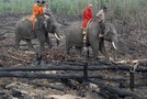 森林大火數月燒不停 印尼出動大象協助救災