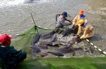石斑魚捕撈情形｜圖片來源：安全農業入口網