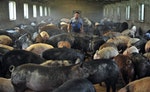 A farmer works at a pig farm on the outskirts of Shenyang