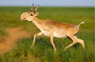 高鼻羚羊或在一年內滅絕 動物學家指可能同氣候暖化有關