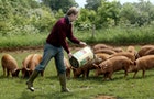 Britain's Prince William feeds pigs [during a visit to his father The Prince of Wales' Home] Farm on..