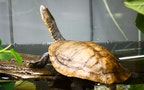 蛇頸龜 Eastern Snake-necked Turtle