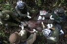 關於消失印尼雨林的十件事：毀林的惡行，讓棲息的紅毛猩猩推向絕種邊緣