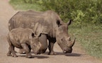 2015犀牛盜獵數字︰非洲微升南非稍跌　境內犀牛角販賣或重現