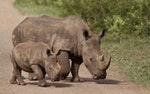 South Africa Rhinos
