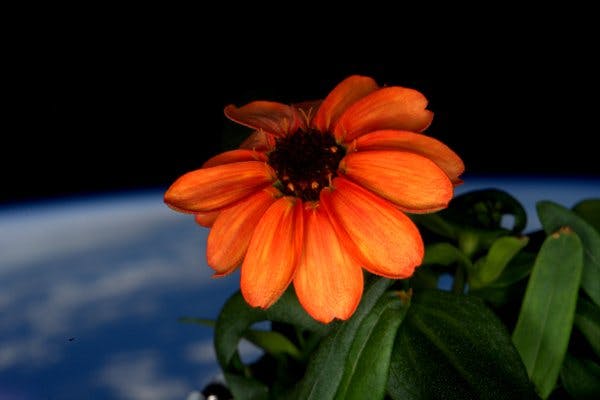 人類第一朵「太空花」盛開 NASA：2018年種番茄