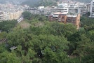 Tree Preservation Issue Heated Among Taipei City Residents 