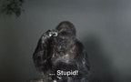 Koko stupid