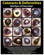 車諾比地區鳥類的眼睛（白內障與畸形） 圖片提供：Timothy A. Mousseau