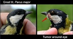 車諾比地區發現鳥類的腫瘤與其他變異 圖片提供：Timothy A. Mousseau