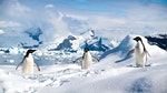 巨型冰山擱淺阻擋了覓食...南極逾15萬隻企鵝餓死