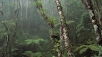 雨林、原住民與人類共同資產