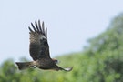 飛翔的黑鳶。圖片來源：屏科大野保所鳥類生態研究室