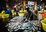 香港仔魚市場，2012年1月1日｜ John Alexander/robertharding/Corbis/達志影像