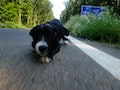 Highway dog