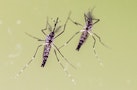 Yellow fever mosquito carries the Zika virus