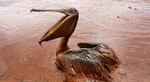 An exhausted oil-covered brown pelican sits in a pool of oil along Queen Bess Island Pelican Rookery