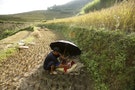 稻米損害達15萬9千公頃！越南遭遇90年來最為嚴重乾旱