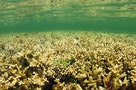東沙被盜採的珊瑚屬於造礁珊瑚。圖片來源：海洋國家公園