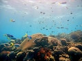 健康的大堡礁，珊瑚礁是許多海洋生物的家，海洋生態系的重要基礎。圖片來源：郭兆揚