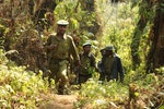 剛果民主共和國家公園巡守隊表示，目前情況非常危急。圖片來源：Wildlife Conservation Society