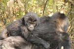 剛果國家公園內，拍攝到東部低地大猩猩一家庭。圖片來源：Wildlife Conservation Society