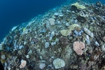 大堡礁木礁（Wood Reef, the Great Barrier Reef）的白化珊瑚，可以看到許多白化的軸孔珊瑚（Acropora spp.）和鹿角珊瑚科（Pocilloporidae）的珊瑚，而且在深水域的礁體也有珊瑚白化的現象。圖片來源：郭兆揚