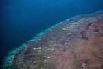 圖2.2016年大堡礁珊瑚白化調查空拍照，珊瑚礁的邊緣和其中的白色斑塊，都是白化的珊瑚。圖片出處：ARC Centre of Excellence for Coral Reef Studies