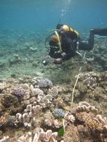 研究人員（郭兆揚）正在沿著穿越線調查珊瑚的白化程度。此處的珊瑚礁曾受到颱風的破壞。圖片來源：Andrew Baird