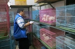 近幾年，各縣市皆積極查緝非法繁殖場。　台灣動物新聞網資料照。新北市動保處/提供│台灣動物新聞網