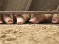 綠委：美豬開放前「本土瘦肉精」已竄全台，恐逾115萬國人受害