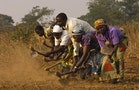 為何每年6月，西非的醫生、律師都選擇返鄉當農夫？