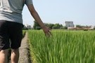 農田＿農地＿鄉下＿taiwan_rice farm