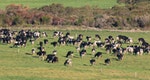 cattle breeding in Australia