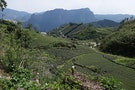 High Mountain Tea Plantations Destroyed by Government